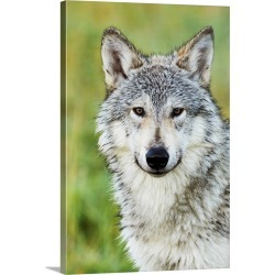 Large Gallery-Wrapped Canvas Wall Art Print 20 x 30 entitled Immature female wolf, South-central Alaska, Portage, Alaska