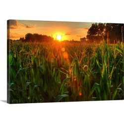Large Solid-Faced Canvas Print Wall Art Print 30 x 20 entitled Sunset over late summer harvest of corn.