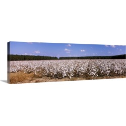 Large Gallery-Wrapped Canvas Wall Art Print 36 x 12 entitled Cotton crops in a field, Georgia