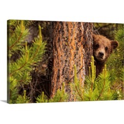 Large Solid-Faced Canvas Print Wall Art Print 30 x 20 entitled Grizzly Bear Cub Up A Tree, Yukon, Canada