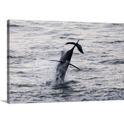 Large Gallery-Wrapped Canvas Wall Art Print 30 x 20 entitled Blue Marlin hunting Dorado, Congo, Africa