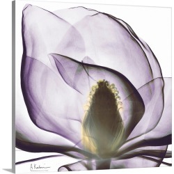 Large Solid-Faced Canvas Print Wall Art Print 20 x 20 entitled Magnolia x-ray photography