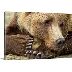 Large Gallery-Wrapped Canvas Wall Art Print 30 x 20 entitled Resting Brown Bear, Katmai National Park, Alaska