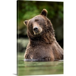 Large Gallery-Wrapped Canvas Wall Art Print 20 x 30 entitled Brown Bear, Katmai National Park, Alaska