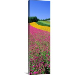 Large Solid-Faced Canvas Print Wall Art Print 16 x 48 entitled Field of Flowers Nakafurano Hokkaido Japan