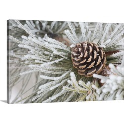 Large Solid-Faced Canvas Print Wall Art Print 30 x 20 entitled Needles Of A Pine Tree And A Pine Cone Covered In Frost, Ca...