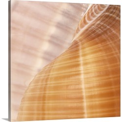 Large Solid-Faced Canvas Print Wall Art Print 20 x 20 entitled Organic Elements II
