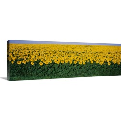 Large Solid-Faced Canvas Print Wall Art Print 48 x 16 entitled Sunflower Field MD