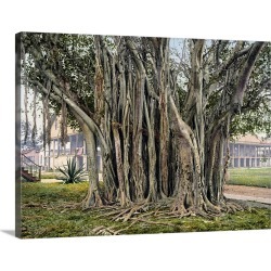 Large Gallery-Wrapped Canvas Wall Art Print 24 x 18 entitled Rubber Tree in the U.S. Barracks Key West Florida Vintage Pho...