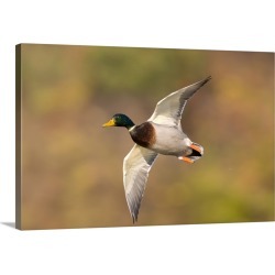 Large Solid-Faced Canvas Print Wall Art Print 30 x 20 entitled Mallard (Anas platyrhynchos) male flying, Kellogg Bird Sanc...