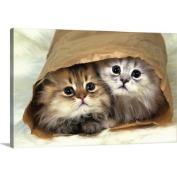Large Gallery-Wrapped Canvas Wall Art Print 30 x 20 entitled Two Persian Cats In a Little Paper bag, Looking at Camera, Hi...