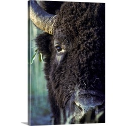 Large Solid-Faced Canvas Print Wall Art Print 20 x 30 entitled Close up of a bull bison with leaves tangled in his ear
