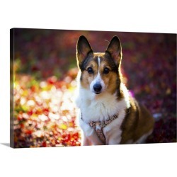 Large Solid-Faced Canvas Print Wall Art Print 30 x 20 entitled Pembroke Welsh Corgi on a day of autumn
