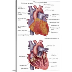 Large Solid-Faced Canvas Print Wall Art Print 20 x 30 entitled Cross-section of human heart. cardiovascular system