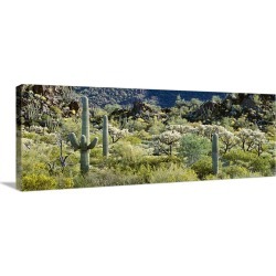 Large Gallery-Wrapped Canvas Wall Art Print 48 x 17 entitled Saguaro cactus (Carnegiea gigantea) in a field, Sonoran Deser...