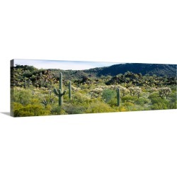 Large Gallery-Wrapped Canvas Wall Art Print 36 x 12 entitled Saguaro cactus (Carnegiea gigantea) in a field, Sonoran Deser...