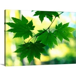 Large Gallery-Wrapped Canvas Wall Art Print 30 x 22 entitled Close up of maple leaves