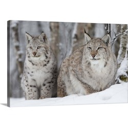 Large Gallery-Wrapped Canvas Wall Art Print 24 x 16 entitled A Lynx with her cub