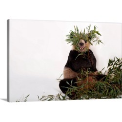 Large Gallery-Wrapped Canvas Wall Art Print 30 x 20 entitled An endangered giant panda, Ailuropoda melanoleuca, at Zoo Atl...