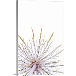 Large Solid-Faced Canvas Print Wall Art Print 20 x 30 entitled Close up of underneath of thistle head