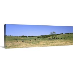 Large Gallery-Wrapped Canvas Wall Art Print 36 x 12 entitled Herd of cows grazing in a field, Kansas