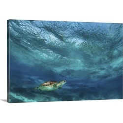 Large Gallery-Wrapped Canvas Wall Art Print 24 x 16 entitled A turtle in the sea