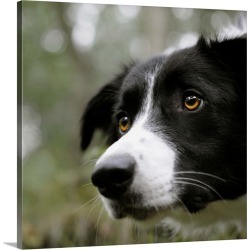 Large Gallery-Wrapped Canvas Wall Art Print 20 x 20 entitled The endless concentration of a Border Collie