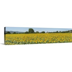 Large Gallery-Wrapped Canvas Wall Art Print 60 x 15 entitled Sunflowers in a field, Cadenet, Vaucluse, Provence Alpes Cote...