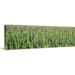 Large Gallery-Wrapped Canvas Wall Art Print 36 x 12 entitled Corn crop in a field, Iowa