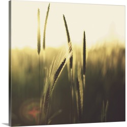 Large Solid-Faced Canvas Print Wall Art Print 20 x 20 entitled Wheat in field