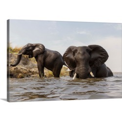 Large Solid-Faced Canvas Print Wall Art Print 30 x 20 entitled African Elephant pair in river, Chobe River, Botswana