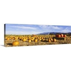 Large Gallery-Wrapped Canvas Wall Art Print 36 x 12 entitled Pumpkins in a field, Santa Ynez Valley, Santa Barbara County,...