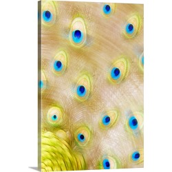 Large Solid-Faced Canvas Print Wall Art Print 20 x 30 entitled Close Up Of A Peacock's Tail