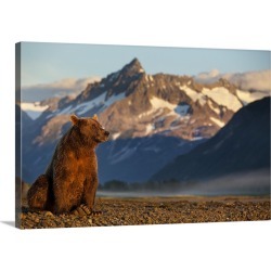 Large Gallery-Wrapped Canvas Wall Art Print 30 x 20 entitled Brown Bear At Dawn, Katmai National Park, Alaska