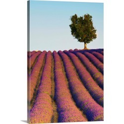 Large Solid-Faced Canvas Print Wall Art Print 20 x 30 entitled Lavender Field, Provence-Alpes-Cote d'Azur, France