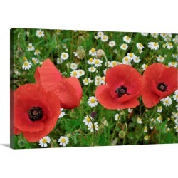 Large Gallery-Wrapped Canvas Wall Art Print 24 x 16 entitled A Red Poppy Flowers