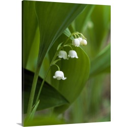 Large Gallery-Wrapped Canvas Wall Art Print 19 x 24 entitled Close up of lily flowers