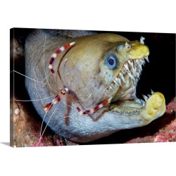 Large Solid-Faced Canvas Print Wall Art Print 30 x 20 entitled Viper moray and boxer shrimp