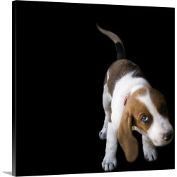 Large Solid-Faced Canvas Print Wall Art Print 20 x 20 entitled A shy puppy