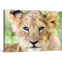 Large Gallery-Wrapped Canvas Wall Art Print 30 x 20 entitled Head on shot of lion cub looking at camera, Masai Mara Game R...