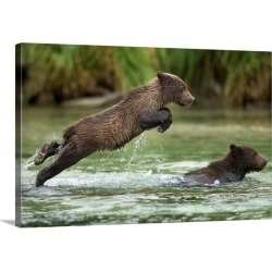 Large Gallery-Wrapped Canvas Wall Art Print 30 x 20 entitled Brown Bear Cub, Katmai National Park, Alaska