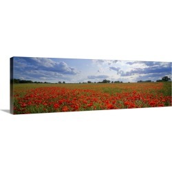 Large Gallery-Wrapped Canvas Wall Art Print 36 x 12 entitled Poppies in a field, Norfolk, England