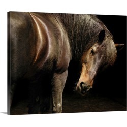 Large Gallery-Wrapped Canvas Wall Art Print 24 x 19 entitled Canadian horse looking at camera.