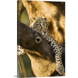 Large Solid-Faced Canvas Print Wall Art Print 20 x 30 entitled African Leopards Glare Large Solid-Faced Canvas Print Wall Art Print 20 x 30 entitled African Leopards Glare