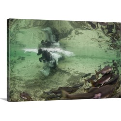 Large Gallery-Wrapped Canvas Wall Art Print 30 x 20 entitled Alaska, Katmai National Park, Grizzly Bear swimming after spa...