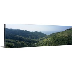 Large Solid-Faced Canvas Print Wall Art Print 48 x 16 entitled Vines in terraced fields, Riomaggiore, Cinque Terre, La Spe...