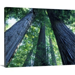 Large Gallery-Wrapped Canvas Wall Art Print 20 x 16 entitled Montgomery Woods State Reserve, California. Ancient redwoods