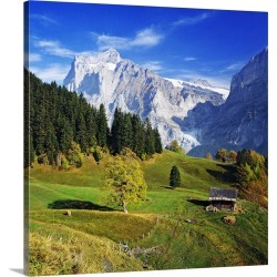 Large Gallery-Wrapped Canvas Wall Art Print 20 x 20 entitled Switzerland, Bern, Grindelwald, Countryside and Wetterhorn in...