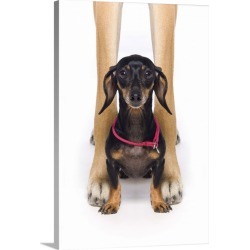 Large Gallery-Wrapped Canvas Wall Art Print 16 x 24 entitled Great Dane And A Dachshund