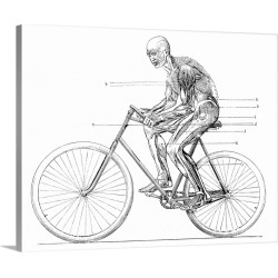 Large Solid-Faced Canvas Print Wall Art Print 30 x 24 entitled Muscles used in cycling, 19th century